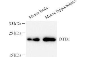 Western blot analysis of DTD1 (ABIN7073688),at dilution of 1: 1000 (DTD1 anticorps)