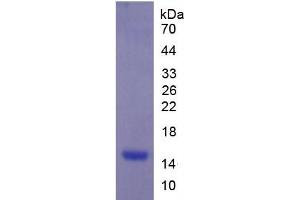 SDS-PAGE analysis of Cow Cystatin B Protein. (CSTB Protéine)