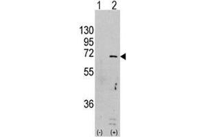 Western blot analysis of AMPK antibody and 293 cell lysate (2 ug/lane) either nontransfected (Lane 1) or transiently transfected with the PRKAA1 gene (2).