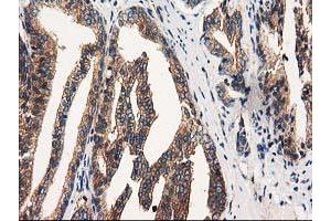 Image no. 1 for anti-Striatin Interacting Protein 1 (STRIP1) antibody (ABIN1498205) (STRIP1 anticorps)