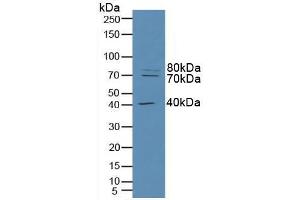 Western blot analysis of Human HeLa cells. (RFTN1 anticorps  (AA 288-520))
