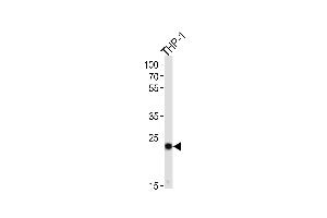 Western blot analysis of lysate from THP-1 cell line, using PYCARD Antibody (C-term) (ABIN657783 and ABIN2846757). (PYCARD anticorps  (C-Term))