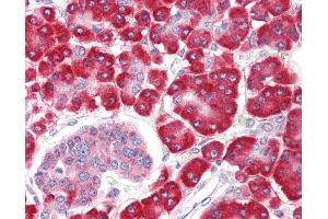 Anti-SHQ1 antibody IHC staining of human pancreas.