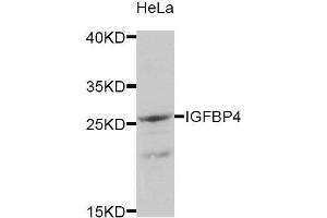Western Blotting (WB) image for anti-Insulin-Like Growth Factor Binding Protein 4 (IGFBP4) antibody (ABIN1875429) (IGFBP4 anticorps)