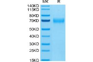 Human CLEC12A on Tris-Bis PAGE under reduced condition.