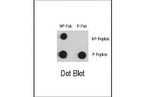 Dot blot analysis of anti-Phospho-MEF2C-p Antibody (ABIN389772 and ABIN2839689) and anti-MEF2C Non Phospho-specific Pab on nitrocellulose membrane. (MEF2C anticorps  (pSer387))