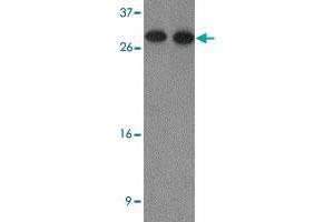 Western blot analysis of HDGF2 in human testis tissue lysate with HDGF2 polyclonal antibody  at (1) 0. (HDGFRP2 anticorps  (N-Term))
