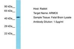 Image no. 1 for anti-Armadillo Repeat Containing 6 (ARMC6) (AA 157-206) antibody (ABIN6750737) (ARMC6 anticorps  (AA 157-206))