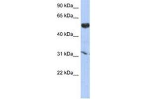 Image no. 1 for anti-Cytochrome P450, Family 4, Subfamily X, Polypeptide 1 (CYP4X1) (AA 287-336) antibody (ABIN6743879)