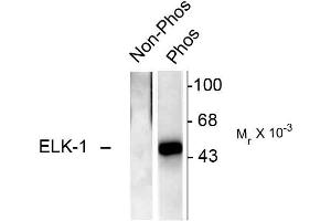 Western blots of recombinant Elk-1 showing specific immunolabeling of the ~46k Elk-1 phosphorylated at Ser383 (Phos). (ELK1 anticorps  (pSer383))