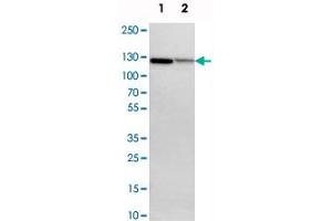 Western blot analysis of cell lysates with NFKB2 polyclonal antibody  at 1:250-1:500 dilution. (NFKB2 anticorps)