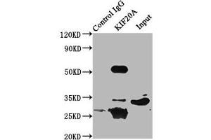 Immunoprecipitating KIF20A in 293 whole cell lysate Lane 1: Rabbit control IgG (1 μg) instead of ABIN7157612 in 293 whole cell lysate. (KIF2A anticorps  (AA 161-294))