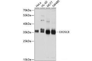 Western blot analysis of extracts of various cell lines using EXOSC8 Polyclonal Antibody at dilution of 1:1000. (EXOSC8 anticorps)