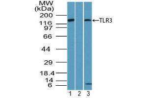 Image no. 1 for anti-Toll-Like Receptor 3 (TLR3) (AA 750-800) antibody (ABIN960377) (TLR3 anticorps  (AA 750-800))