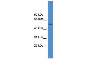 Western Blot showing SERPINF2 antibody used at a concentration of 1-2 ug/ml to detect its target protein. (alpha 2 Antiplasmin anticorps  (N-Term))
