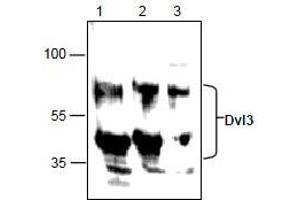 AP26355PU-N: Western blot analysis of Dvl3 in Jurkat cell lysate (Lane 1 & 2) and 3T3 cell lysate (Lane 3). (DVL3 anticorps)