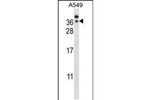 Western blot analysis in A549 cell line lysates (35ug/lane).
