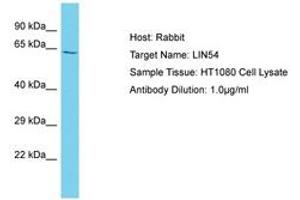 Image no. 1 for anti-Lin-54 Homolog (LIN54) (AA 354-403) antibody (ABIN6750579) (LIN54 anticorps  (AA 354-403))