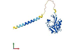 AlphaFold protein structure predicition of Human Recombinant KLRD1 Protein, UniprotID Q13241