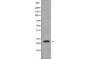 Western blot analysis of extracts from HeLa cells using PPIF antibody.