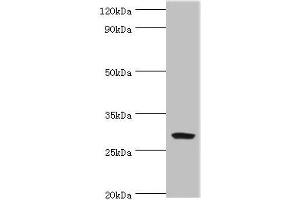 Western blot All lanes: Spindlin-2B antibody at 4 μg/mL + Mouse gastric tissue Secondary Goat polyclonal to rabbit IgG at 1/10000 dilution Predicted band size: 29 kDa Observed band size: 29 kDa (Spindlin 2B anticorps  (AA 1-258))
