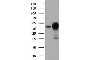 Western Blotting (WB) image for anti-DnaJ (Hsp40) Homolog, Subfamily A, Member 2 (DNAJA2) antibody (ABIN1497864) (DNAJA2 anticorps)