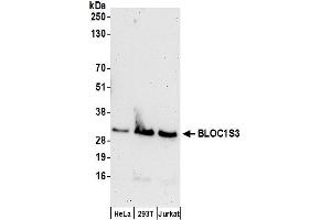 anti-Biogenesis of Lysosomal Organelles Complex-1, Subunit 3 (BLOC1S3) (AA 1-50) antibody