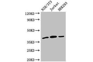 Western Blot Positive WB detected in: NIH/3T3 whole cell lysate, Jurkat whole cell lysate, HEK293 whole cell lysate All lanes: SPRY2 antibody at 2.