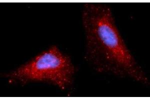 Immunofluorescence (IF) image for anti-Stromal Cell Derived Factor 2 (SDF2) (AA 19-211) antibody (APC) (ABIN5566159) (SDF2 anticorps  (AA 19-211) (APC))
