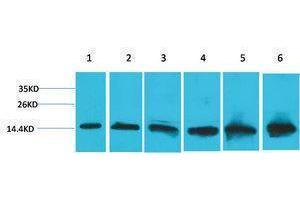 Western Blotting (WB) image for anti-Cytochrome C, Somatic (CYCS) antibody (ABIN3179068) (Cytochrome C anticorps)