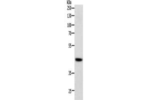 Western Blotting (WB) image for anti-SRY (Sex Determining Region Y)-Box 7 (SOX7) antibody (ABIN2428741) (SOX7 anticorps)