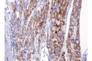 Immunohistochemistry (IHC) image for anti-Amylase, alpha 2B (Pancreatic) (AMY2B) antibody (ABIN2715975) (AMY2B anticorps)