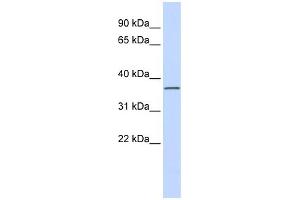 WB Suggested Anti-LRRC25 Antibody Titration: 0.
