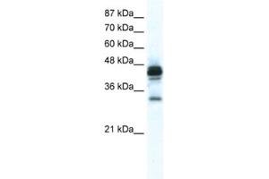 Western Blotting (WB) image for anti-Gap Junction Protein, epsilon 1 (GJE1) antibody (ABIN2461389) (GJE1 anticorps)