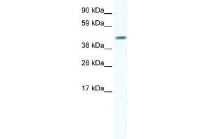 GJA5 antibody used at 1 ug/ml to detect target protein. (Cx40/GJA5 anticorps  (N-Term))