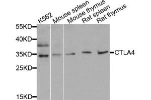 Western blot analysis of extracts of various cell lines, using CTLA4 antibody. (CTLA4 anticorps)