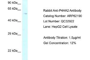 Western Blotting (WB) image for anti-Prolyl 4-Hydroxylase, alpha Polypeptide II (P4HA2) (C-Term) antibody (ABIN971347) (P4HA2 anticorps  (C-Term))