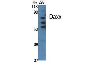 Western Blot (WB) analysis of specific cells using Daxx Polyclonal Antibody. (DAXX anticorps  (Internal Region))