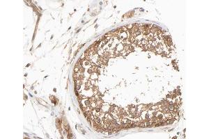 ABIN6266626 at 1/100 staining human testis tissue sections by IHC-P. (Presenilin 1 anticorps  (Internal Region))