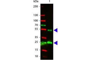 Image no. 1 for Rabbit anti-Goat IgG (Whole Molecule) antibody (Atto 532) (ABIN1102269) (Lapin anti-Chévre IgG (Whole Molecule) Anticorps (Atto 532))