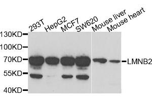 Western blot analysis of extracts of various cells, using LMNB2 antibody. (Lamin B2 anticorps)