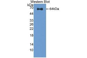 Detection of Recombinant CLEC11A, Human using Polyclonal Antibody to C-Type Lectin Domain Family 11, Member A (CLEC11A) (CLEC11A anticorps  (AA 22-323))
