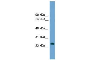 WB Suggested Anti-Hes7 Antibody Titration: 0. (HES7 anticorps  (Middle Region))