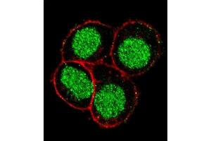 Confocal immunofluorescent analysis of FLI1 Antibody (Center) (ABIN390409 and ABIN2840798) with Hela cell followed by Alexa Fluor 488-conjugated goat anti-rabbit lgG (green). (FLI1 anticorps  (AA 299-328))
