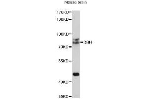Western blot analysis of extracts of mouse brain, using DBH antibody. (DBH anticorps)
