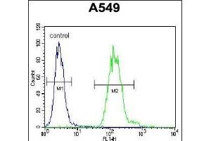 EII Antibody (C-term) 11233b flow cytometric analysis of A549 cells (right histogram) compared to a negative control cell (left histogram).