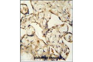 Immunohistochemistry analysis in formalin fixed and paraffin embedded human placenta tissue using LCA5L antibody (C-term) followed by peroxidase conjugation of the secondary antibody and DAB staining. (LCA5L anticorps  (C-Term))