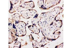IHC-P: WISP1 antibody testing of human placenta tissue