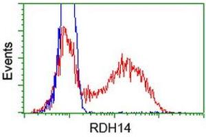 HEK293T cells transfected with either RC203411 overexpress plasmid (Red) or empty vector control plasmid (Blue) were immunostained by anti-RDH14 antibody (ABIN2454270), and then analyzed by flow cytometry. (RDH14 anticorps)