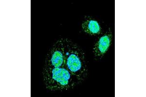 Confocal immunofluorescent analysis of HSF1 Sumoylation Site Antibody (ABIN389069 and ABIN2839273) with Hela cell followed by Alexa Fluor 488-conjugated goat anti-rabbit lgG (green). (HSF1 anticorps  (Sumoylation Site))